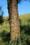 Pinus sylvestris. Средняя часть ствола молодого дерева. Беларусь, Витебская обл., окр. дер. Местечко, разнотравно-злаковый суходольный луг. 17.07.2026.