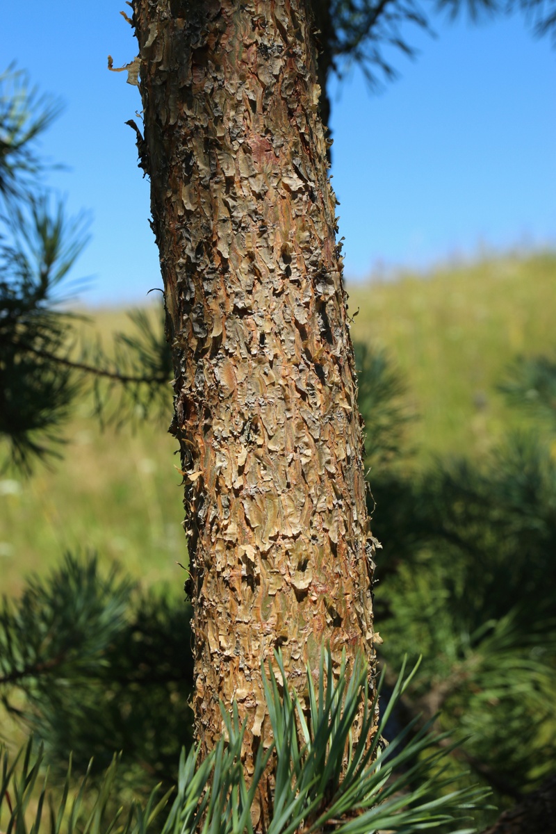 Image of Pinus sylvestris specimen.