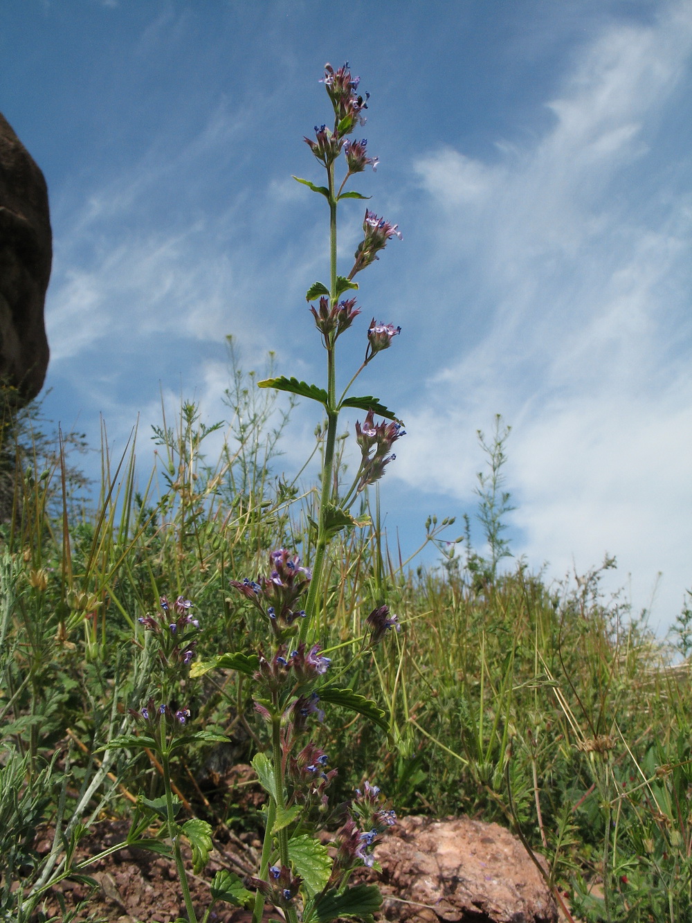 Изображение особи Nepeta micrantha.