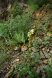 genus Pedicularis. Цветущее растение. Турция, ил Артвин, р-н Юсуфели, левый берег р. Бархал-Чайи, над порогом, выс.1800 м н.у.м., скальная полка. 14 июня 2026 г.