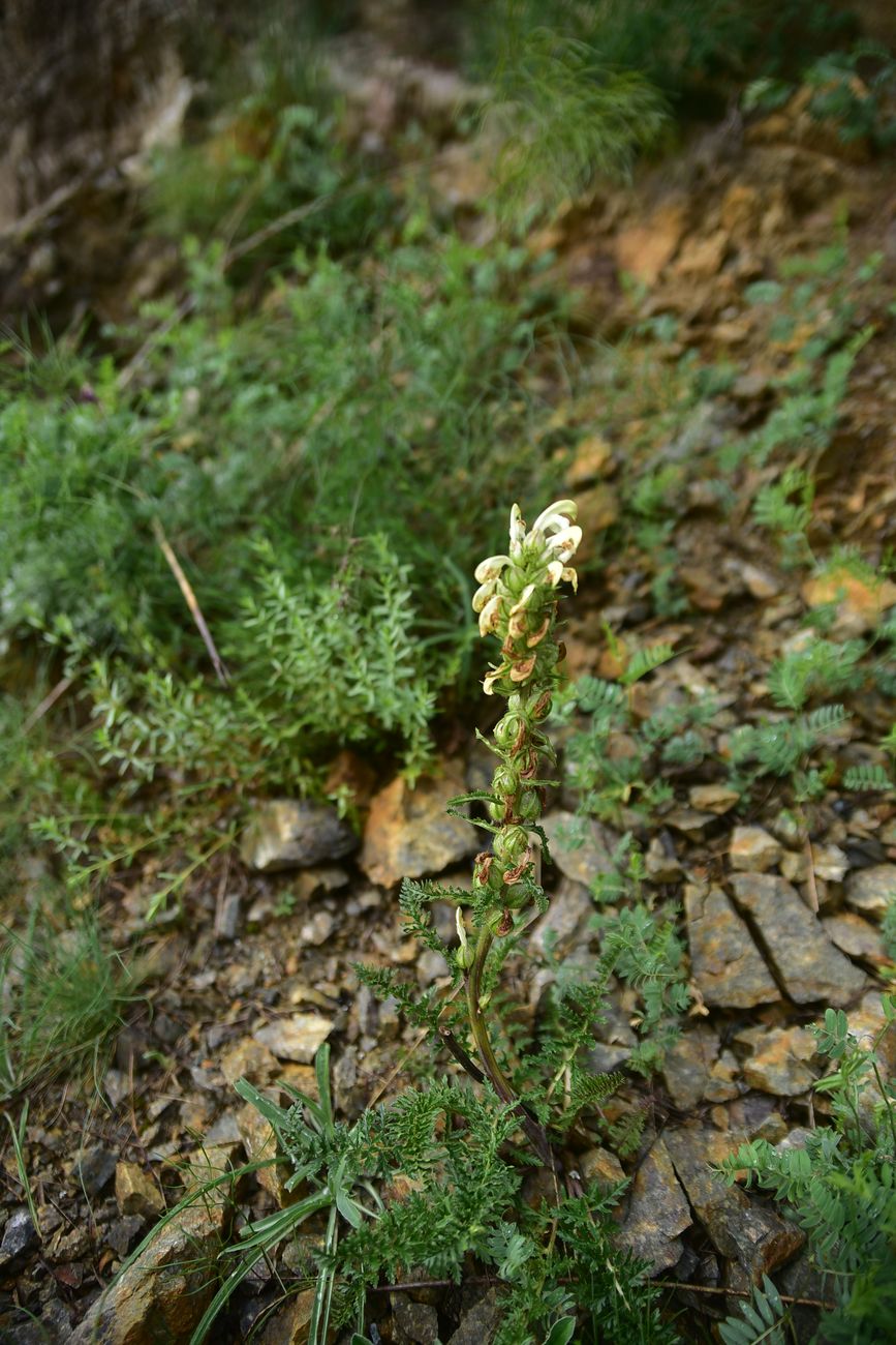 Image of genus Pedicularis specimen.