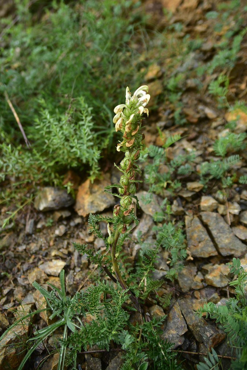 Изображение особи род Pedicularis.