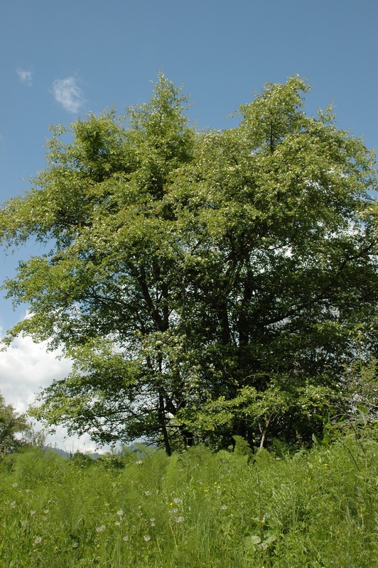 Изображение особи Crataegus turkestanica.