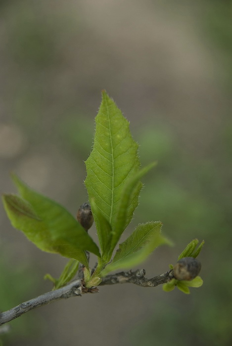 Image of Rhododendron vaseyi specimen.