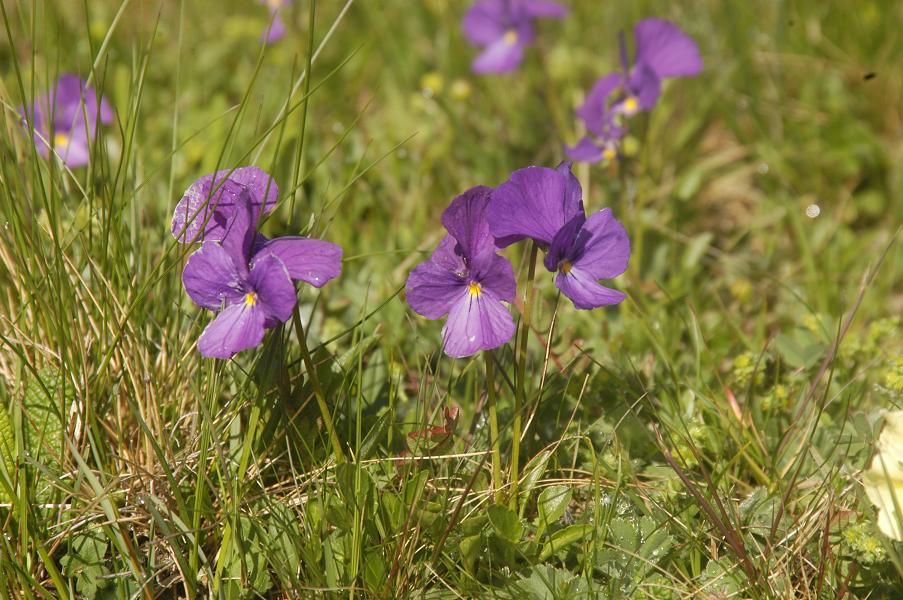 Изображение особи Viola oreades.