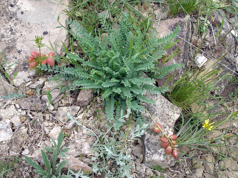 Image of Astragalus suprapilosus specimen.