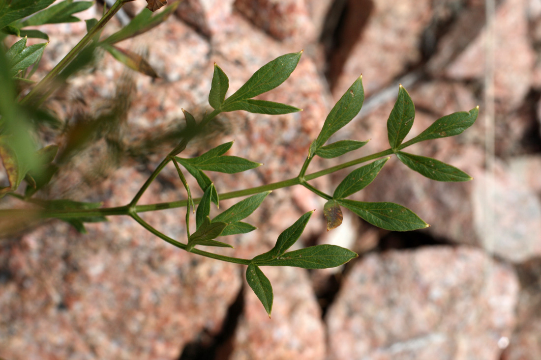 Image of Sphaenolobium tianschanicum specimen.