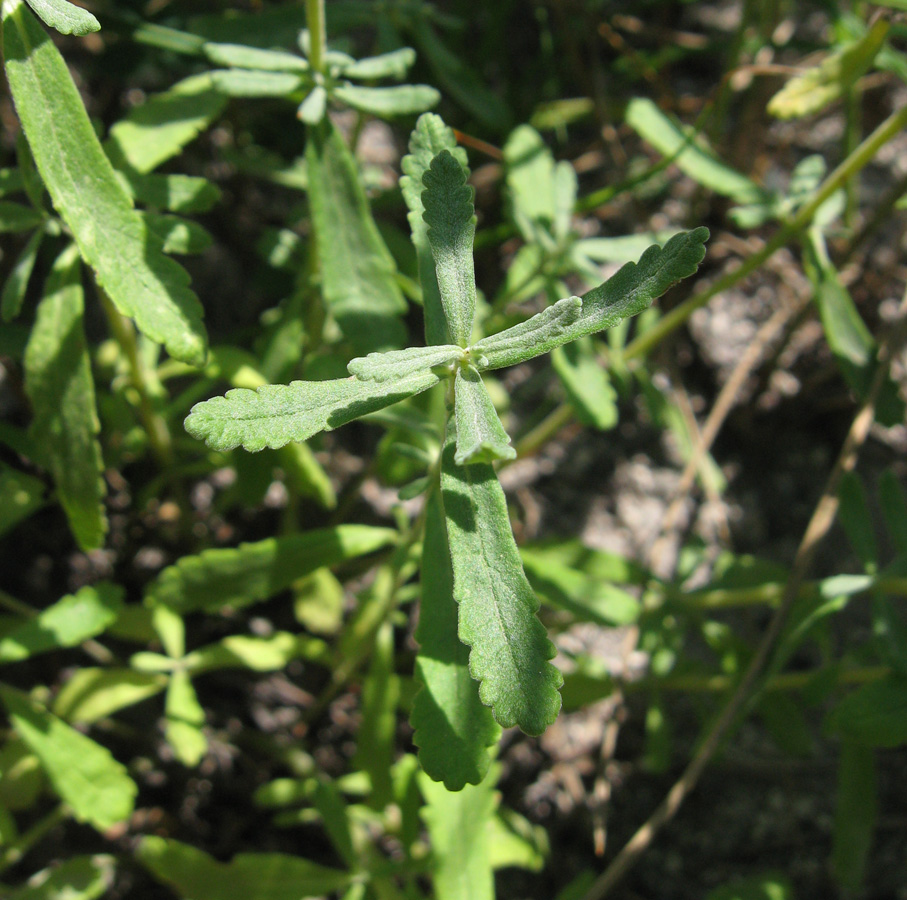 Изображение особи Teucrium capitatum.