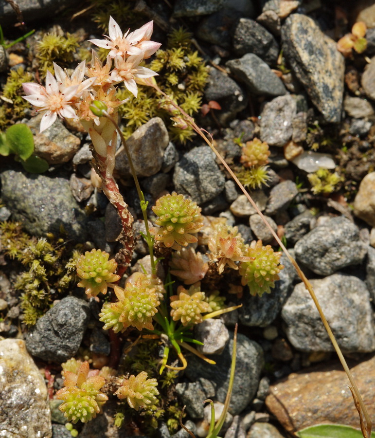 Image of Sedum gracile specimen.