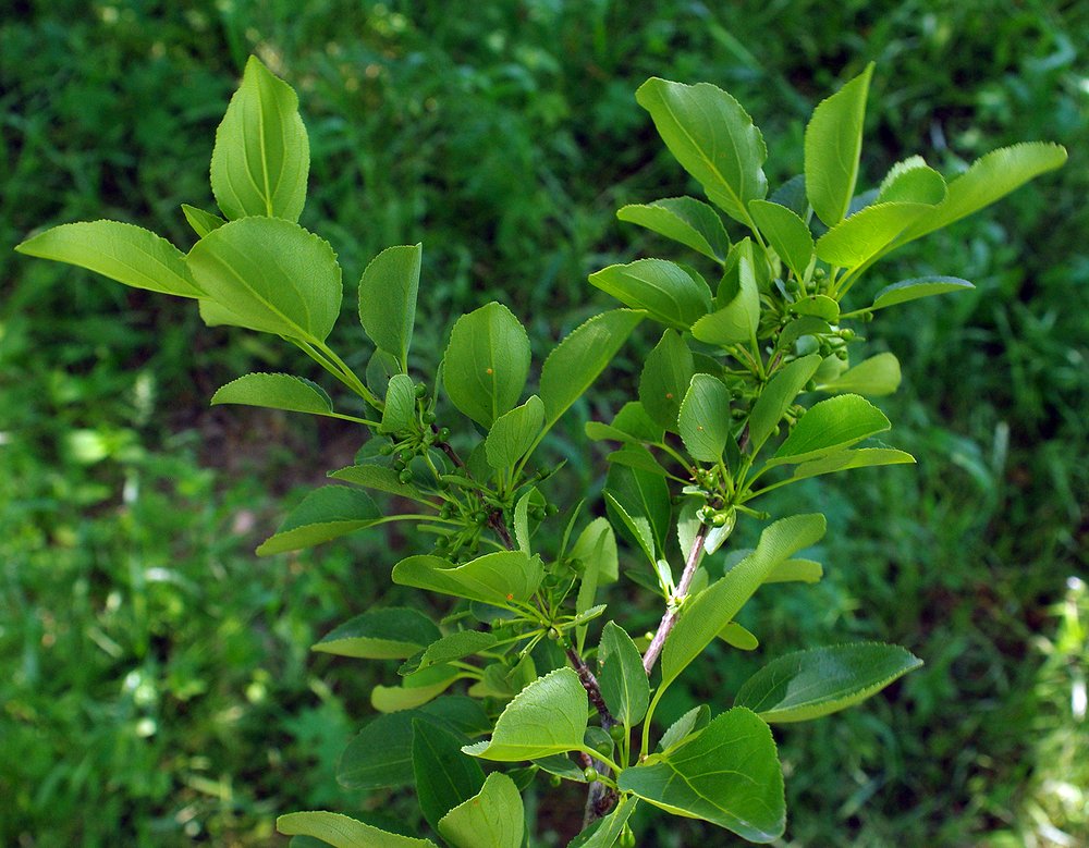 Image of Rhamnus cathartica specimen.