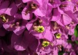 genus Bougainvillea. Соцветия. Израиль, Шарон, г. Герцлия, живая изгородь у стоянки. 29.06.2010.