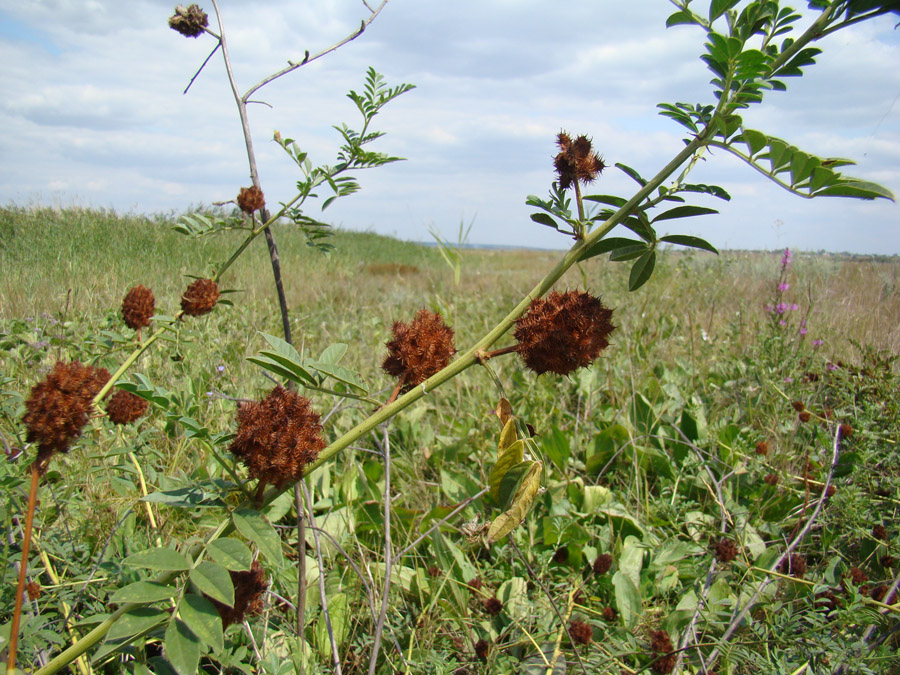 Изображение особи Glycyrrhiza echinata.