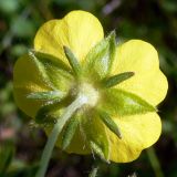 Potentilla crantzii. Цветок со стороны чашечки. Свердловская обл., окр. г. Североуральск, опушка сосново-елового леса близ известнякового карьера. 15.06.2011.