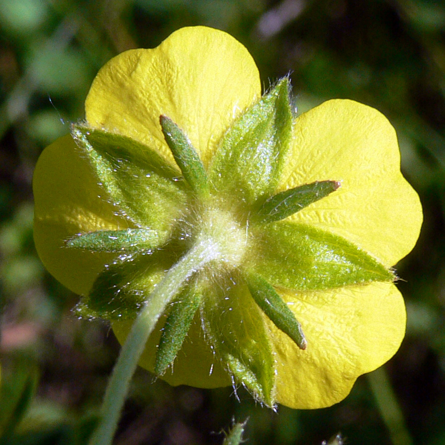Image of Potentilla crantzii specimen.