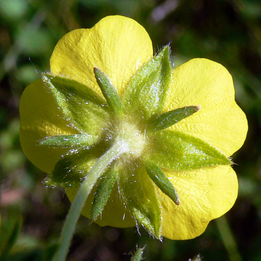 Изображение особи Potentilla crantzii.