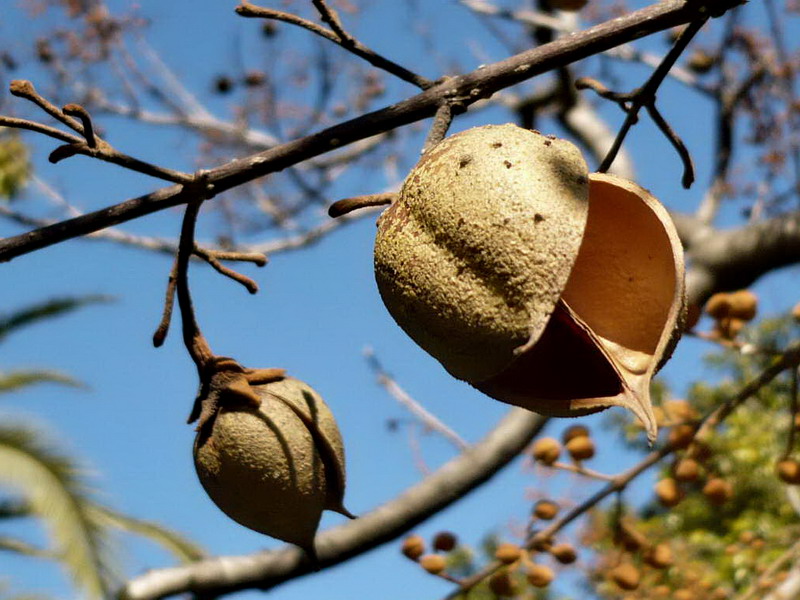 Image of Paulownia tomentosa specimen.