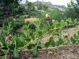 Capparis herbacea. Ветви с бутонами и плодами. Крым, Карадагский природный заповедник. 10.07.2011.