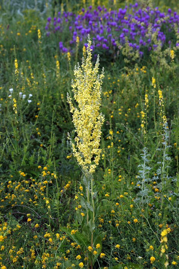 Изображение особи Verbascum lychnitis.