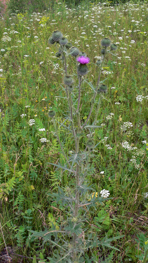 Изображение особи Cirsium vulgare.