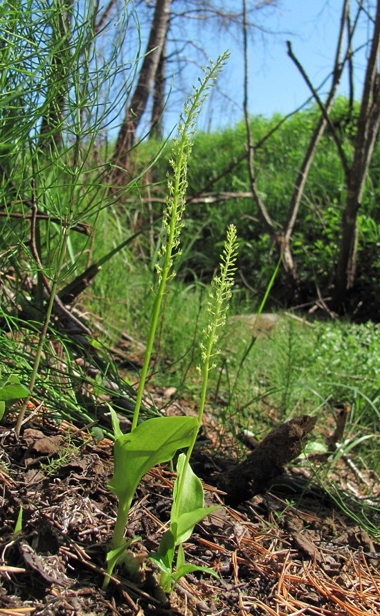 Image of Malaxis monophyllos specimen.