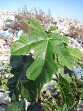 Ficus carica. Верхушка побега. Окр. Томска, свалка. 15 октября 2011 г.