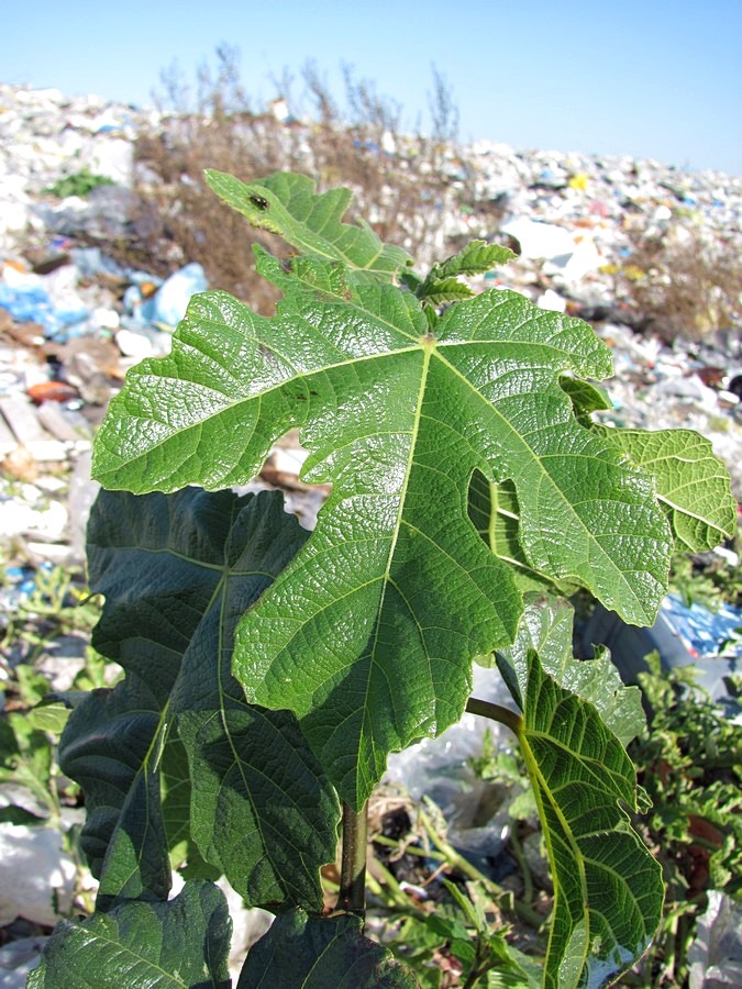 Изображение особи Ficus carica.