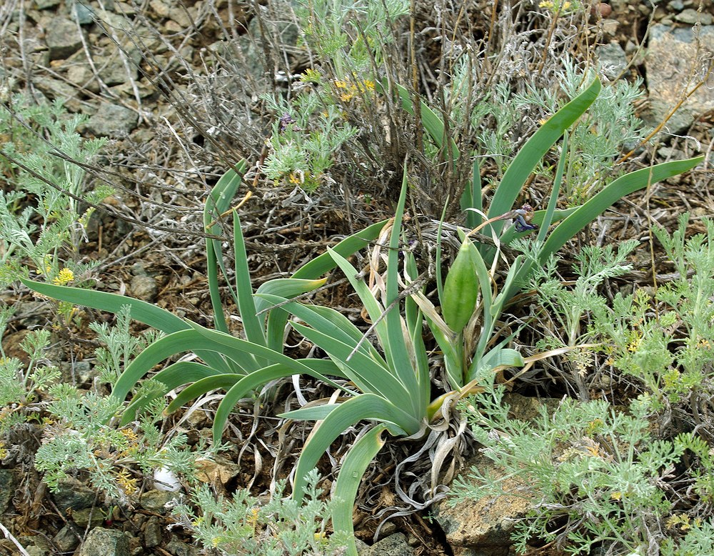 Изображение особи Iris glaucescens.