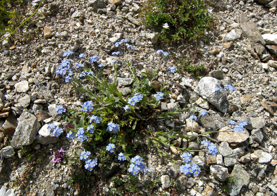 Изображение особи Myosotis lithospermifolia.