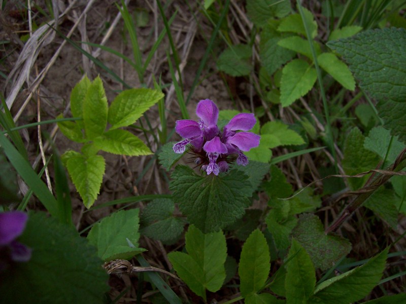 Image of Lamium maculatum specimen.