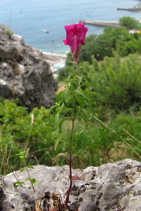 Изображение особи Antirrhinum majus.