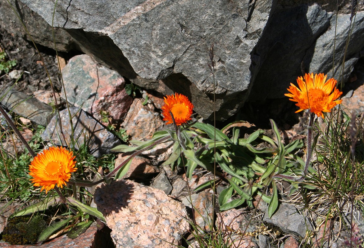 Изображение особи Erigeron aurantiacus.