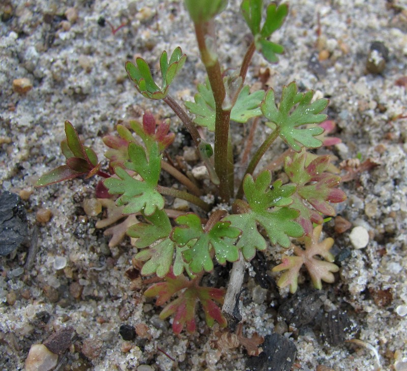 Image of Ranunculus sceleratus specimen.