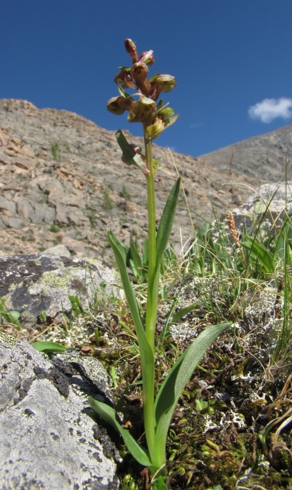 Image of Dactylorhiza viridis specimen.