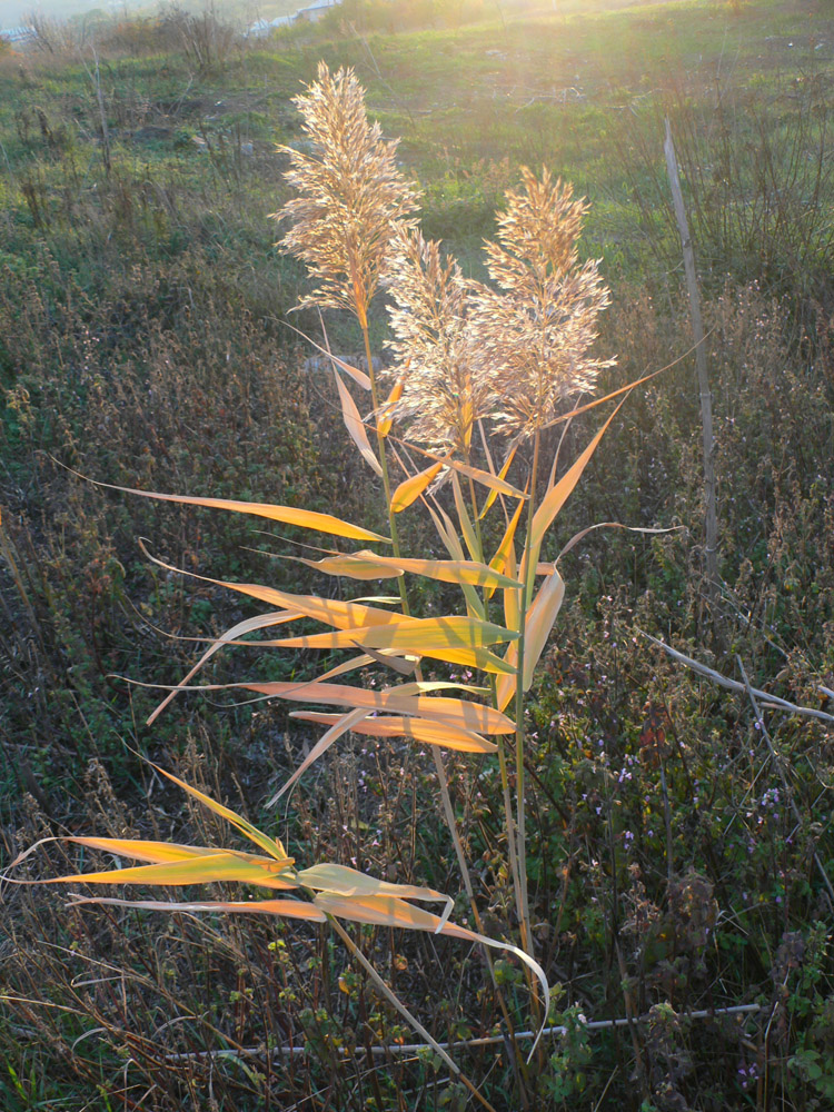 Изображение особи Phragmites australis.