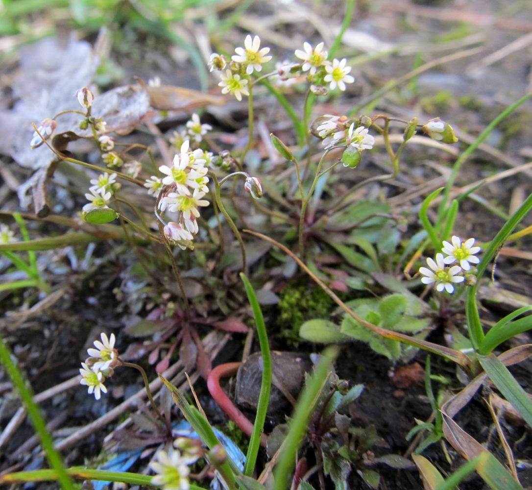 Image of Erophila spathulata specimen.