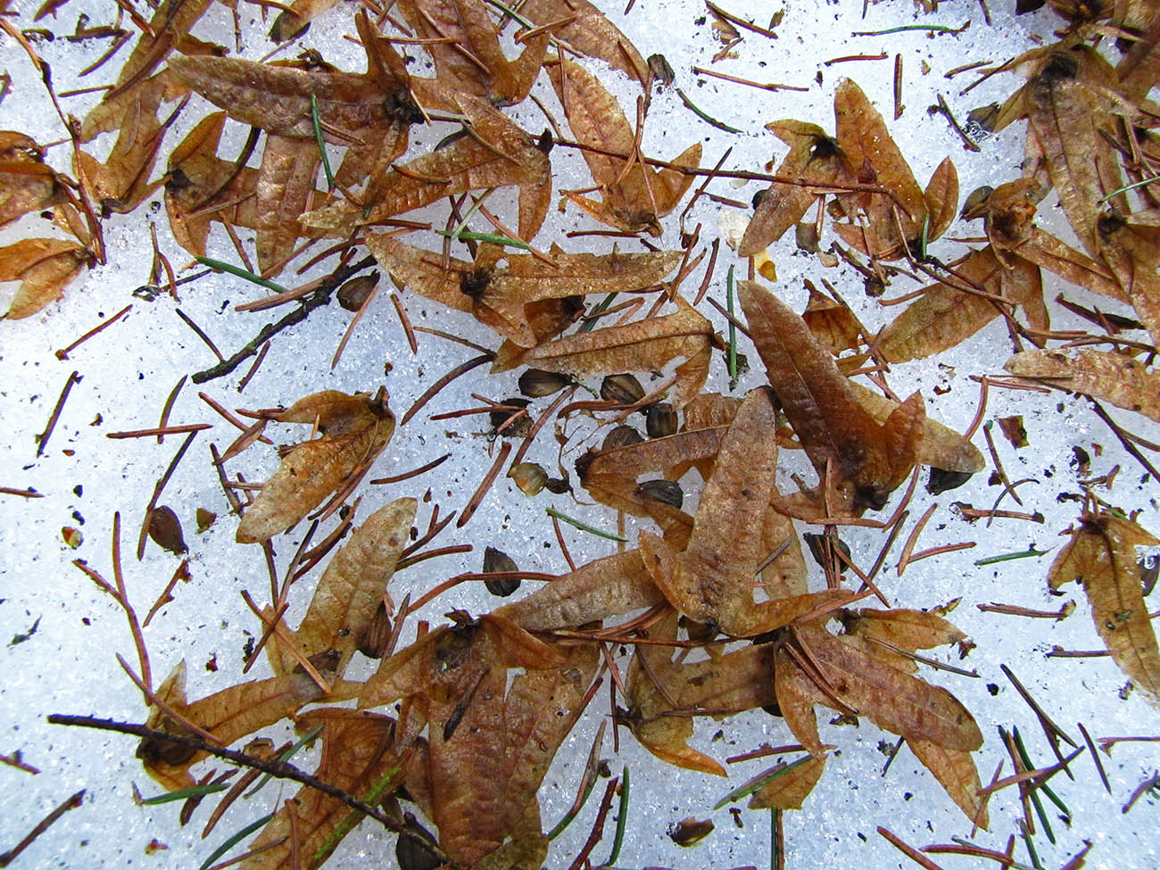 Image of Carpinus betulus specimen.