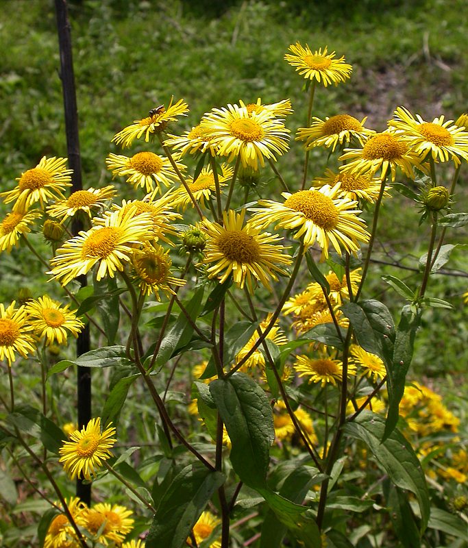 Image of Inula japonica specimen.