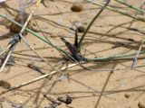 Panicum turgidum. Разветвление побега. Израиль, северо-западный Негев, пески Халуца. 02.04.2011.
