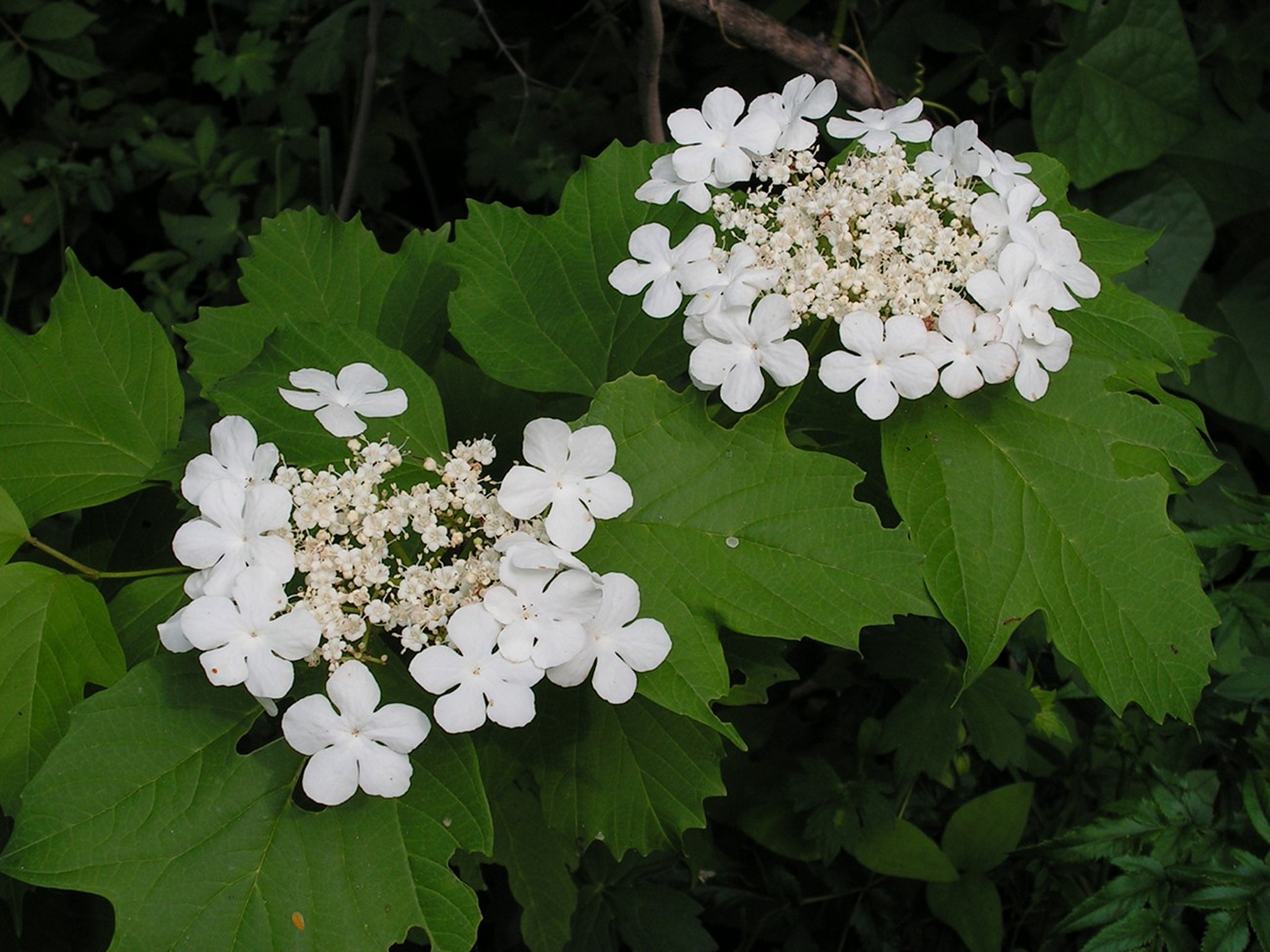 Image of Viburnum sargentii specimen.