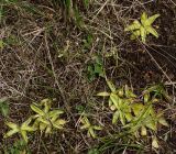 Pinguicula vulgaris. Розетки листьев на заболоченной обочине дороги. Мурманская обл., Кандалакшский р-н, окр. пос. Колвица. 03.07.2010.