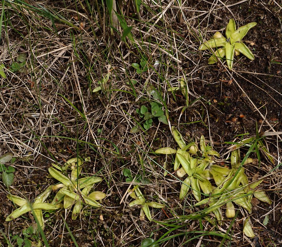 Image of Pinguicula vulgaris specimen.