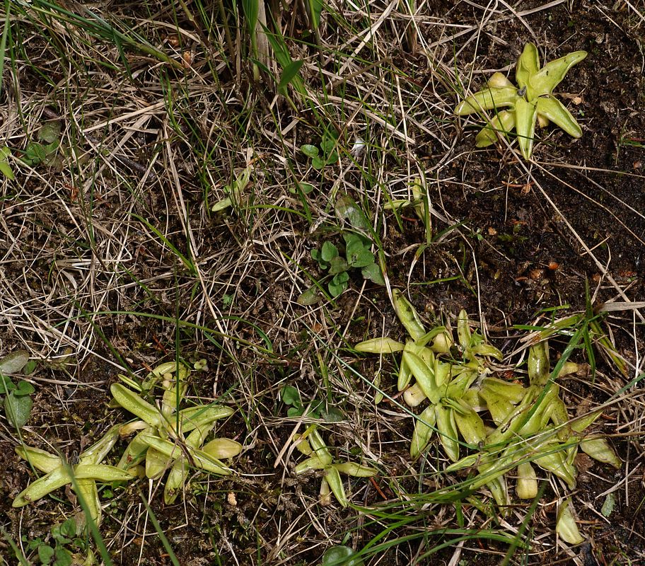 Изображение особи Pinguicula vulgaris.