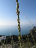 genus Elytrigia. Соцветие. Южный берег Крыма, пос. Гурзуф, ур. Мертвая долина. 27.05.2012.