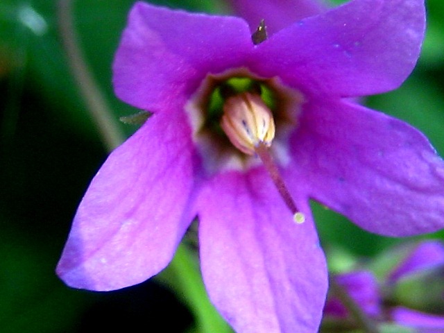 Image of Cortusa sibirica specimen.