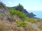 Ailanthus altissima. Молодые растения на горном склоне. Южный берег Крыма, район пос. Кацивели. 16 июня 2012 г.