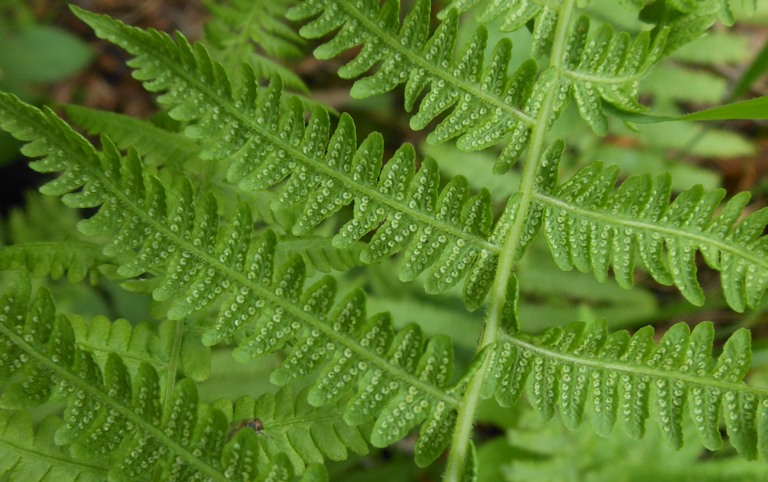 Image of Parathelypteris nipponica specimen.