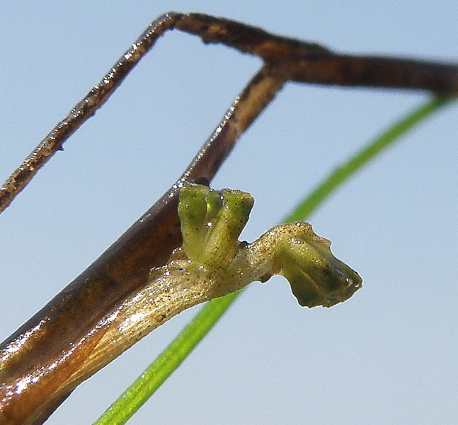 Image of Ruppia maritima specimen.