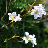 Gypsophila tenuifolia