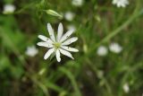 Stellaria graminea