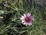 Tragopogon marginifolius. Цветущее растение. Южный Казахстан, хр. Боролдайтау, ущ. Кенузен. 29.04.2007.